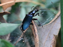 Laemostenus venustus
