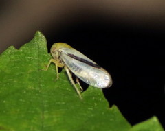 Oncopsis variabilis