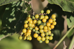 Solanum argentinum