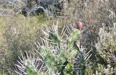 Opuntia elata