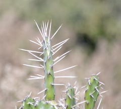 Opuntia elata