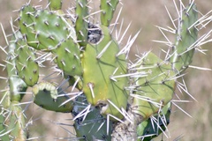 Opuntia elata