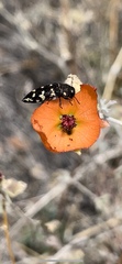 Acmaeodera bowditchi