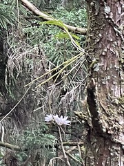 Dendrobium moniliforme
