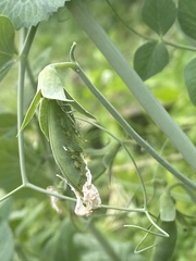 Acyrthosiphon