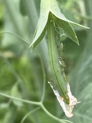 Acyrthosiphon