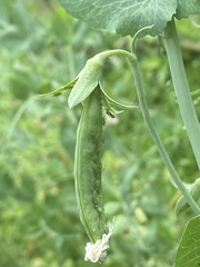 Acyrthosiphon