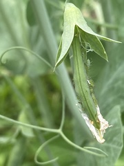 Acyrthosiphon