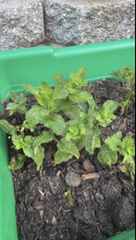 Mentha spicata