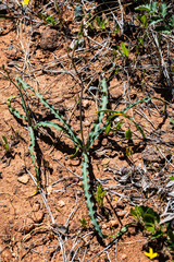 Chlorogalum grandiflorum