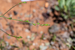 Chlorogalum grandiflorum
