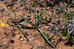 Chlorogalum grandiflorum