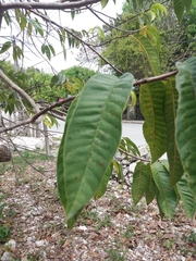 Annona reticulata