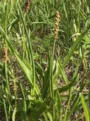 Plantago macrocarpa