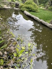 Echinodorus berteroi