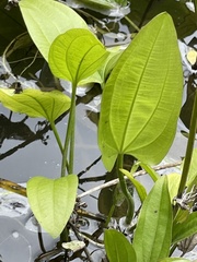 Echinodorus berteroi