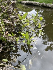 Echinodorus berteroi