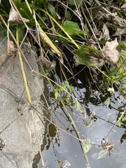 Echinodorus berteroi