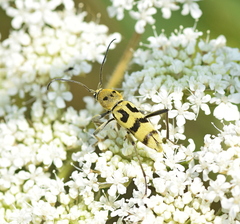 Chlorophorus varius