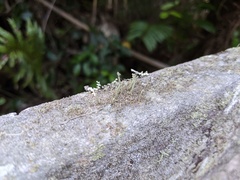 Cladonia ramulosa