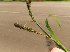 Carex interrupta
