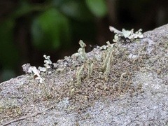 Cladonia ramulosa