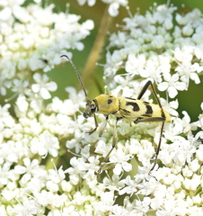 Chlorophorus varius