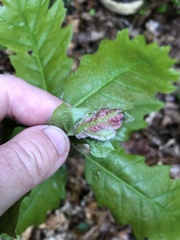 Macrodiplosis niveipila