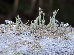 Cladonia ramulosa