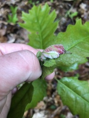 Macrodiplosis niveipila