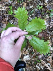 Macrodiplosis niveipila