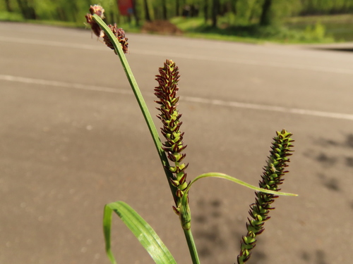 Carex interrupta