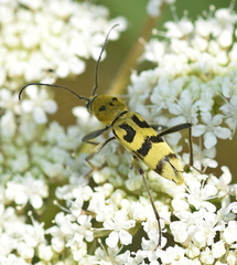 Chlorophorus varius