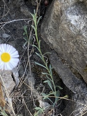 Erigeron longipes