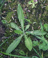 Crepis paludosa