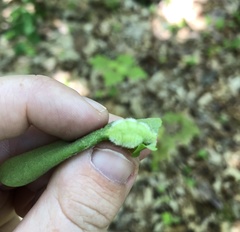 Macrodiplosis niveipila