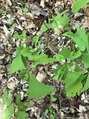 Macrodiplosis niveipila