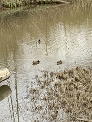 Anas crecca carolinensis