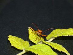 Hyalymenus longispinus