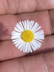 Erigeron longipes