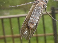 Pteronarcyidae