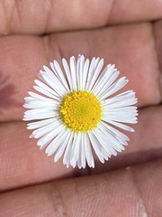 Erigeron longipes