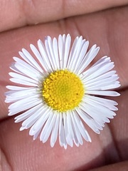 Erigeron longipes