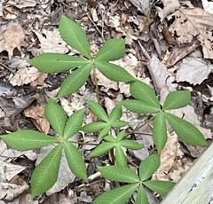 Aesculus pavia pavia