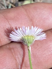 Erigeron longipes