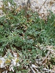 Artemisia potentilloides