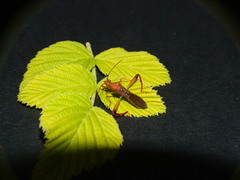Hyalymenus longispinus