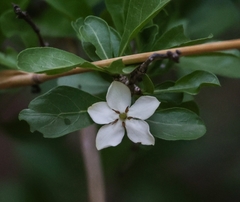 Gardenieae