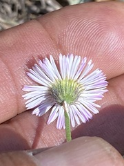 Erigeron longipes