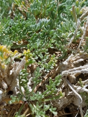 Artemisia potentilloides